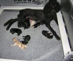 Toy Miniatures & Teacup Puppies