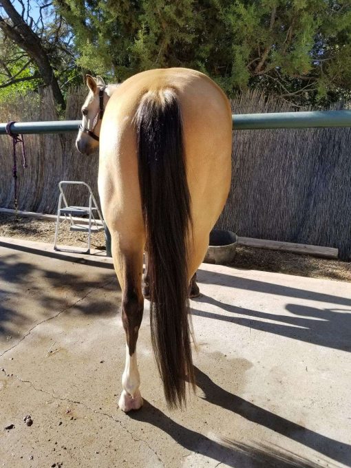 Aqha Buckskin Gelding