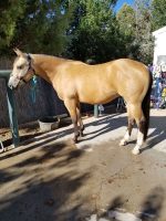 Aqha Buckskin Gelding