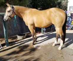 Aqha Buckskin Gelding