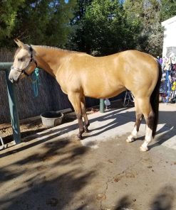 Aqha Buckskin Gelding