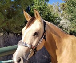 Aqha Buckskin Gelding