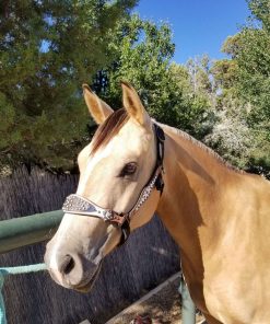 Aqha Buckskin Gelding