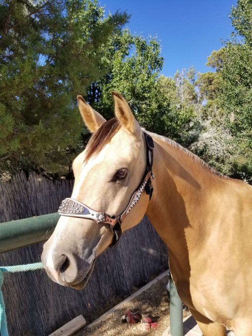 Aqha Buckskin Gelding