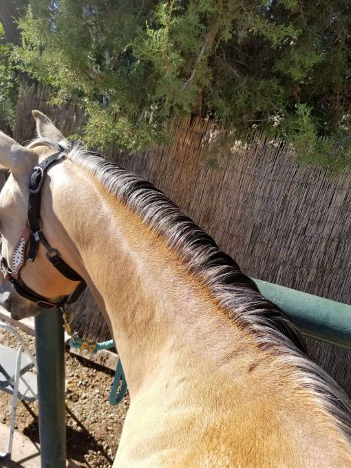 Aqha Buckskin Gelding