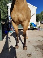 Aqha Buckskin Gelding