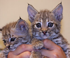 Bobcat Kitten