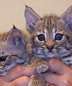 Bobcat Kitten