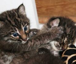 Bobcat Kitten