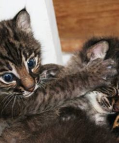 Bobcat Kitten