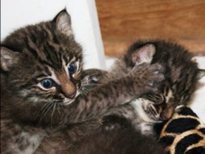 Bobcat Kitten1