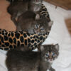 Bobcat Kitten3