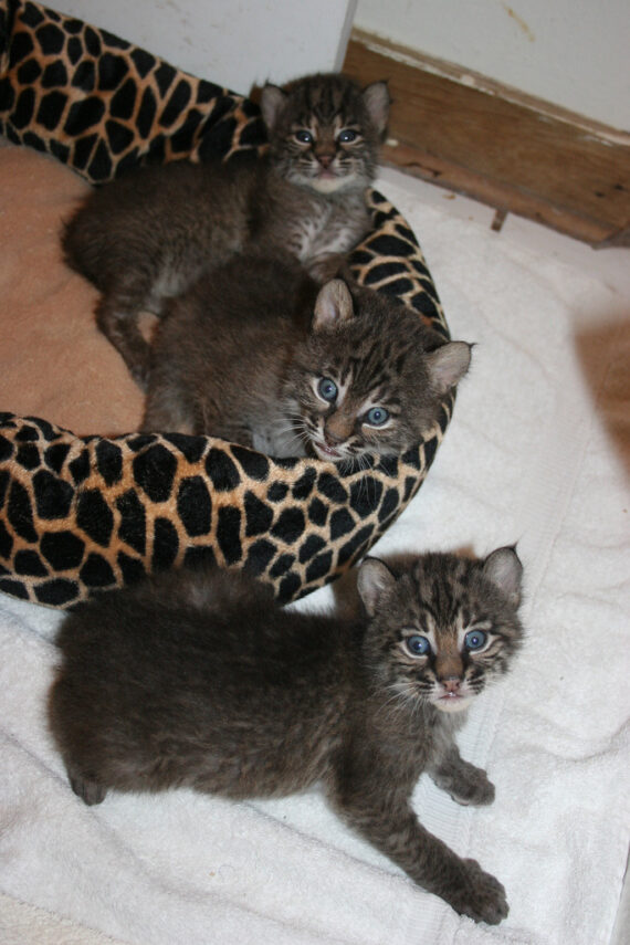 Bobcat Kitten For Sale Online | Buy Bobcat Kitten Online | Bobcat Kitten