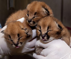 Caracal kitten