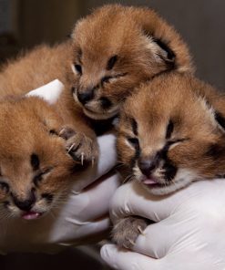 Caracal kitten