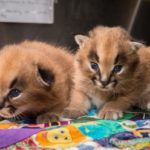 Home » Shop » Caracal kitten