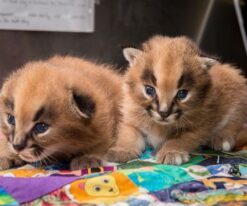 Caracal kitten