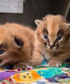 Caracal kitten