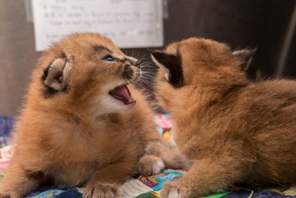 Caracal kitten1