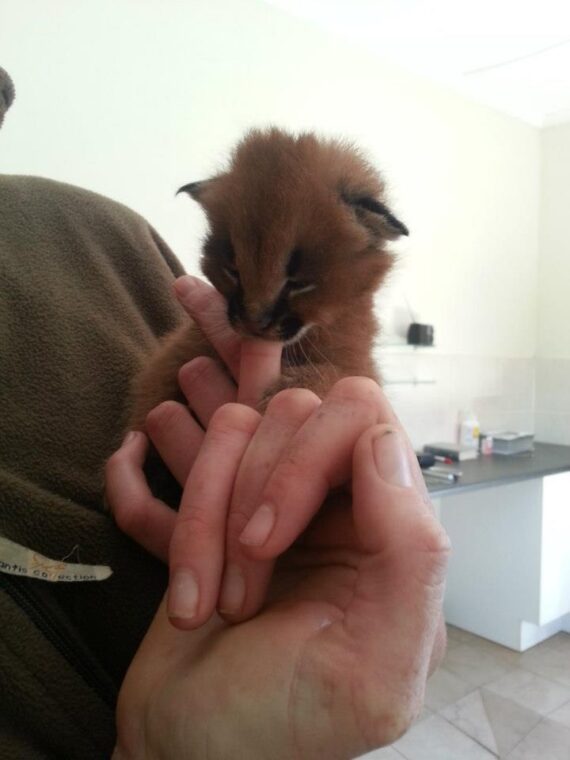 Caracal kitten5