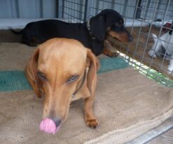 Dachshund Puppies
