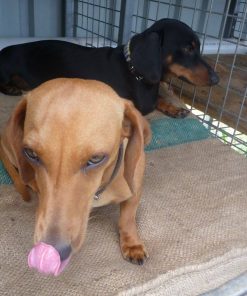 Dachshund Puppies