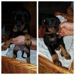 Doberman Pinscher Puppies