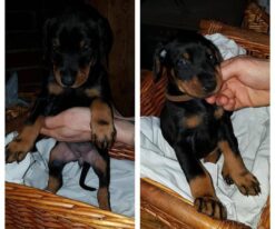 Doberman Pinscher Puppies