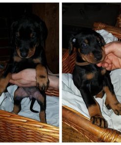 Doberman Pinscher Puppies