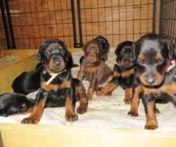 Doberman Pinscher Puppies