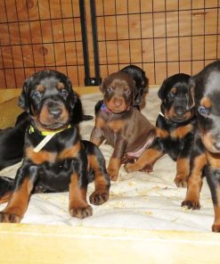 Doberman Pinscher Puppies