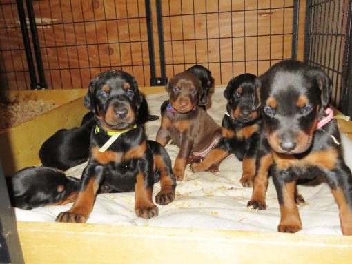 Doberman Pinscher Puppies