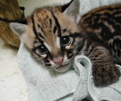 Ocelot Kitten