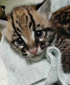 Ocelot Kitten