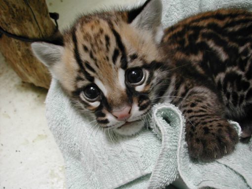 Ocelot Kitten