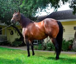 Quarter Horse Gelding