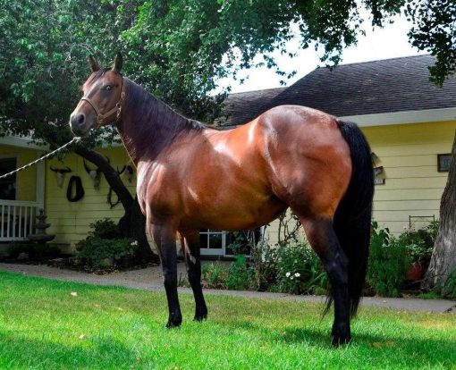 Quarter Horse Gelding