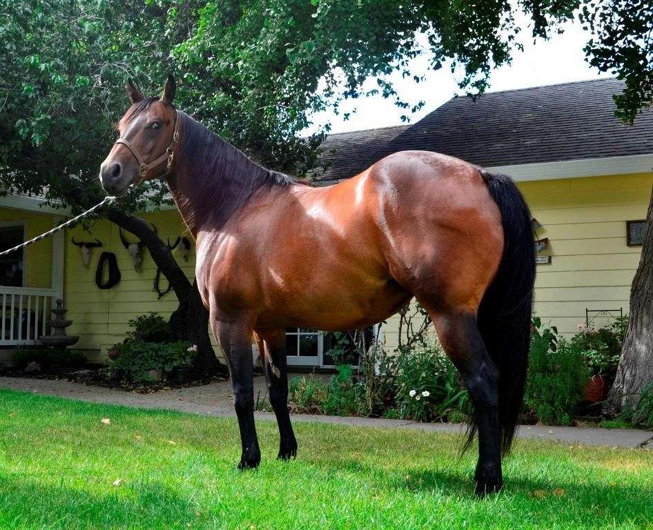 quarter-horse-gelding