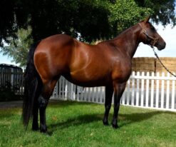 Quarter Horse Gelding