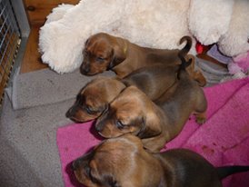 dachshund Puppies1