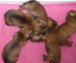 Dachshund Puppies