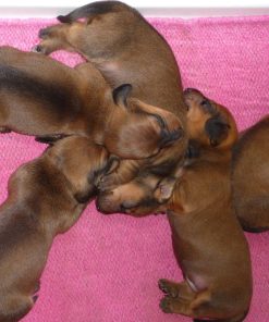 Dachshund Puppies