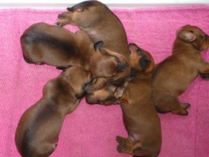dachshund Puppies6