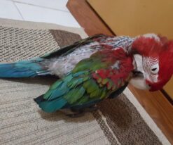 Baby Green Wing Macaw