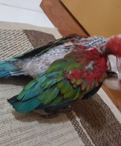 Baby Green Wing Macaw