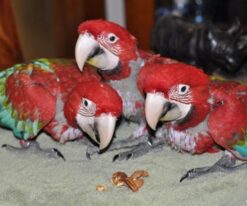 Baby Green Wing Macaw
