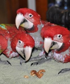 Baby Green Wing Macaw