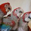 Baby Green Wing Macaw2