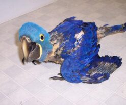Baby Hyacinth Macaw