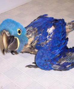 Baby Hyacinth Macaw